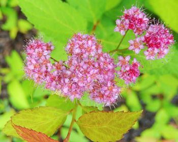 Close-up of pink flowers