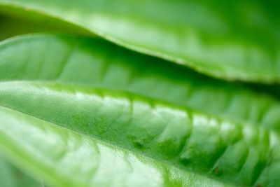 Close-up of fresh green leaves