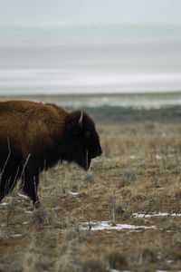 Close-up of an animal on field