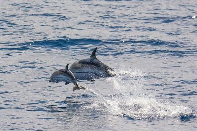 View of birds in water