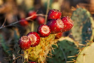 Close-up of red fruit growing on cactus