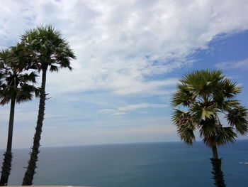 palm tree