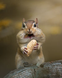 Close-up portrait of squirrel