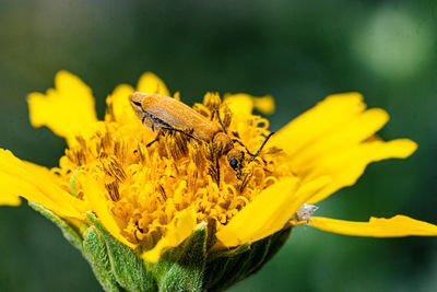 Close-up of insect on yellow flower