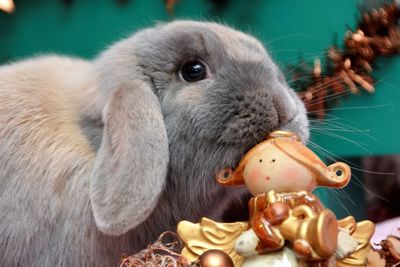 Close-up of rabbit by toy at home