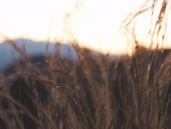 Close-up of wheat