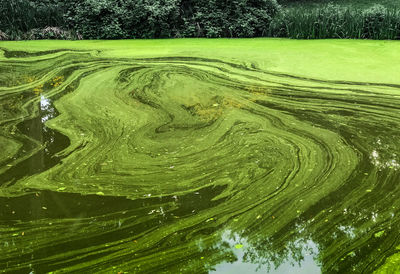 View of algae in lake
