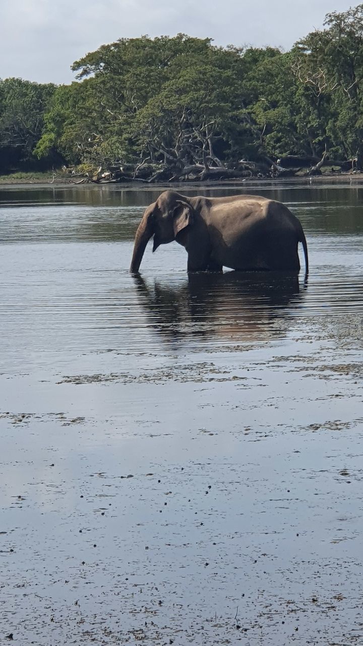 HORSE IN A LAKE