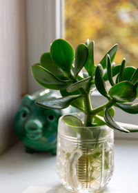 Close-up of succulent plant in glass vase on table