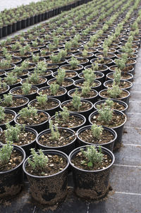 High angle view of potted plants in greenhouse