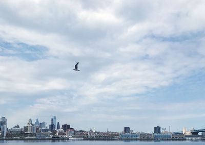 Birds flying over buildings in city