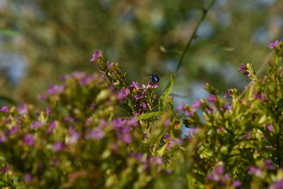 Close-up of pink flowering plant