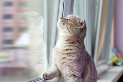 Cute scottish fold kitten looking outdoor through the window