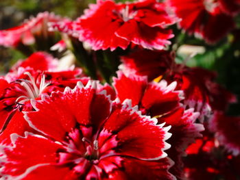 Close-up of red flowering plant