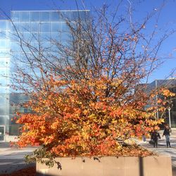 Tree in autumn