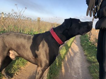 Side view of dog on field against sky