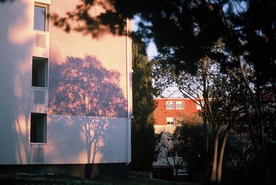 Tree by building against sky