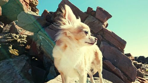 Close-up of an animal against the sky