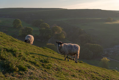 Sheep in a field