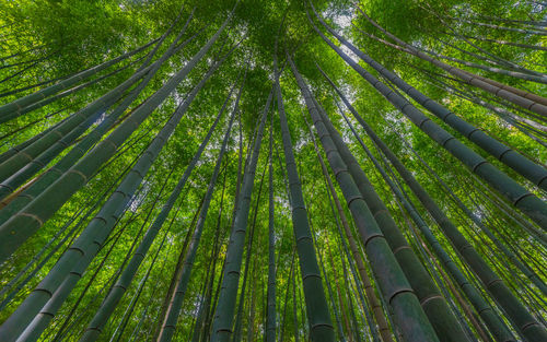 Low angle view of bamboo trees in forest