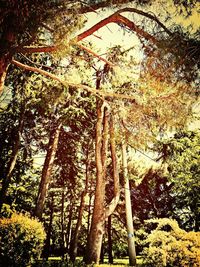 Low angle view of tree