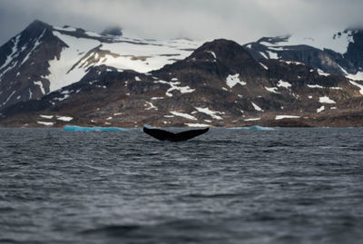 Cropped tail of humpback whale swimming in sea during winter