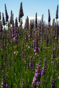 Close-up of purple flowering plants on field