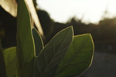 Close-up of green leaves