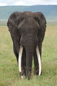 Elephant in a field