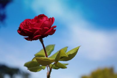 Low angle view of flowers blooming against clear sky