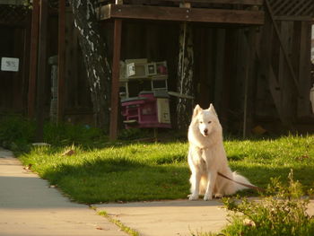 View of a cat in yard