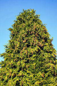 Low angle view of tree against clear blue sky