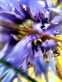 Full frame shot of purple flower