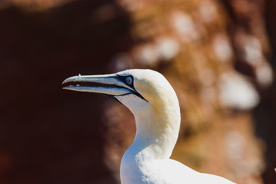 Close-up of gannet looking away