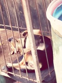 Close-up of cat in cage