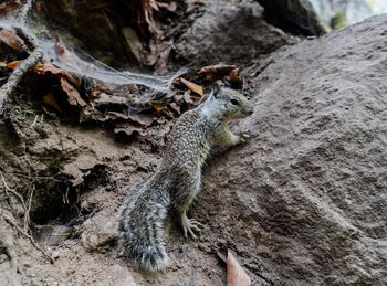 High angle view of squirrel on rock