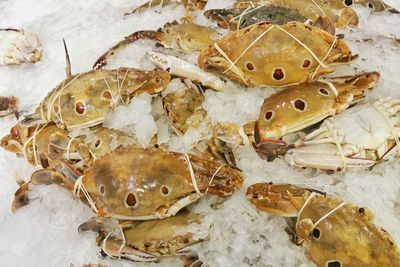 High angle view of fish for sale in market