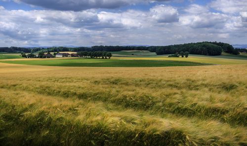 Scenic view of agricultural field against sky