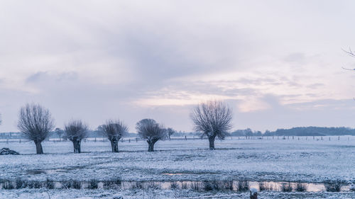 Trees on snow covered landscape against sky