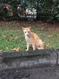 Portrait of cat sitting outdoors