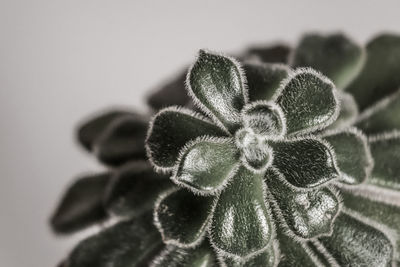 Close-up of flowering plant