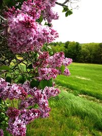 Close-up of pink flowers blooming in park