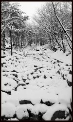 Snow covered landscape