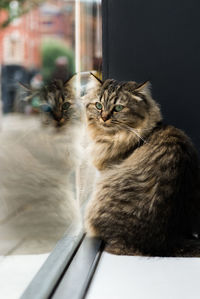 Cat sitting on window