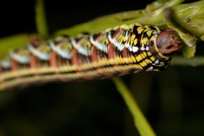 Close-up of insect on leaf