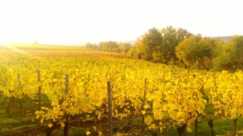 Scenic view of oilseed rape field against clear sky