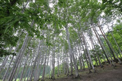 Low angle view of bamboo trees in forest