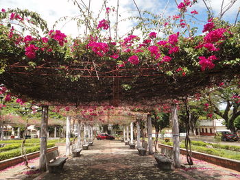 View of cherry blossom trees in park