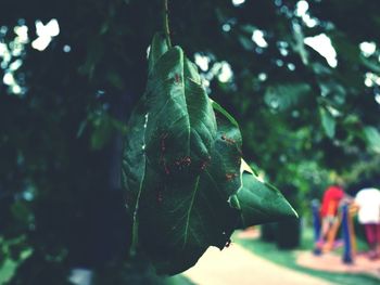 Close-up of lizard on tree