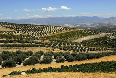 Scenic view of rural landscape in spain